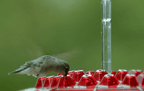 Hummingbird Feeder - Ant Proof Outdoor Garden Feeder