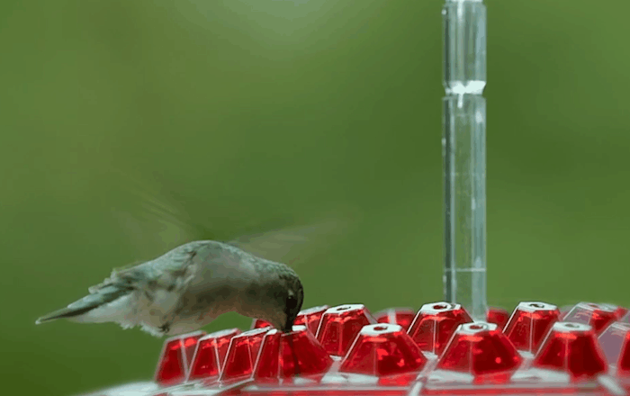 Hummingbird Feeder - Ant Proof Outdoor Garden Feeder