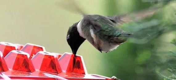 Hummingbird Feeder - Ant Proof Outdoor Garden Feeder