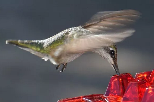 Hummingbird Feeder - Ant Proof Outdoor Garden Feeder