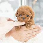 Robotic Puppy Toy - Interactive Pet Dog Kids